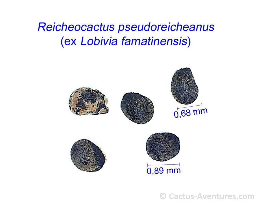 Reicheocactus pseudoreicheanus famatinensis AB
